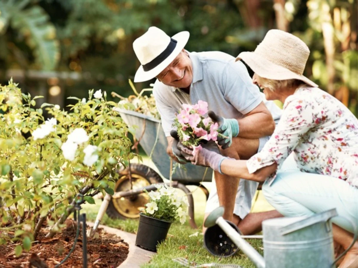 An older couple gardening together